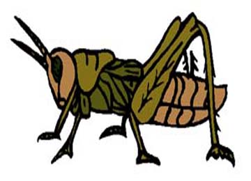 Cricket Sounds